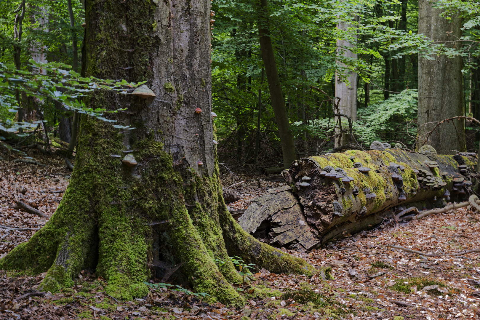 Waldmotive, hier: Zerfall einer alten Buche