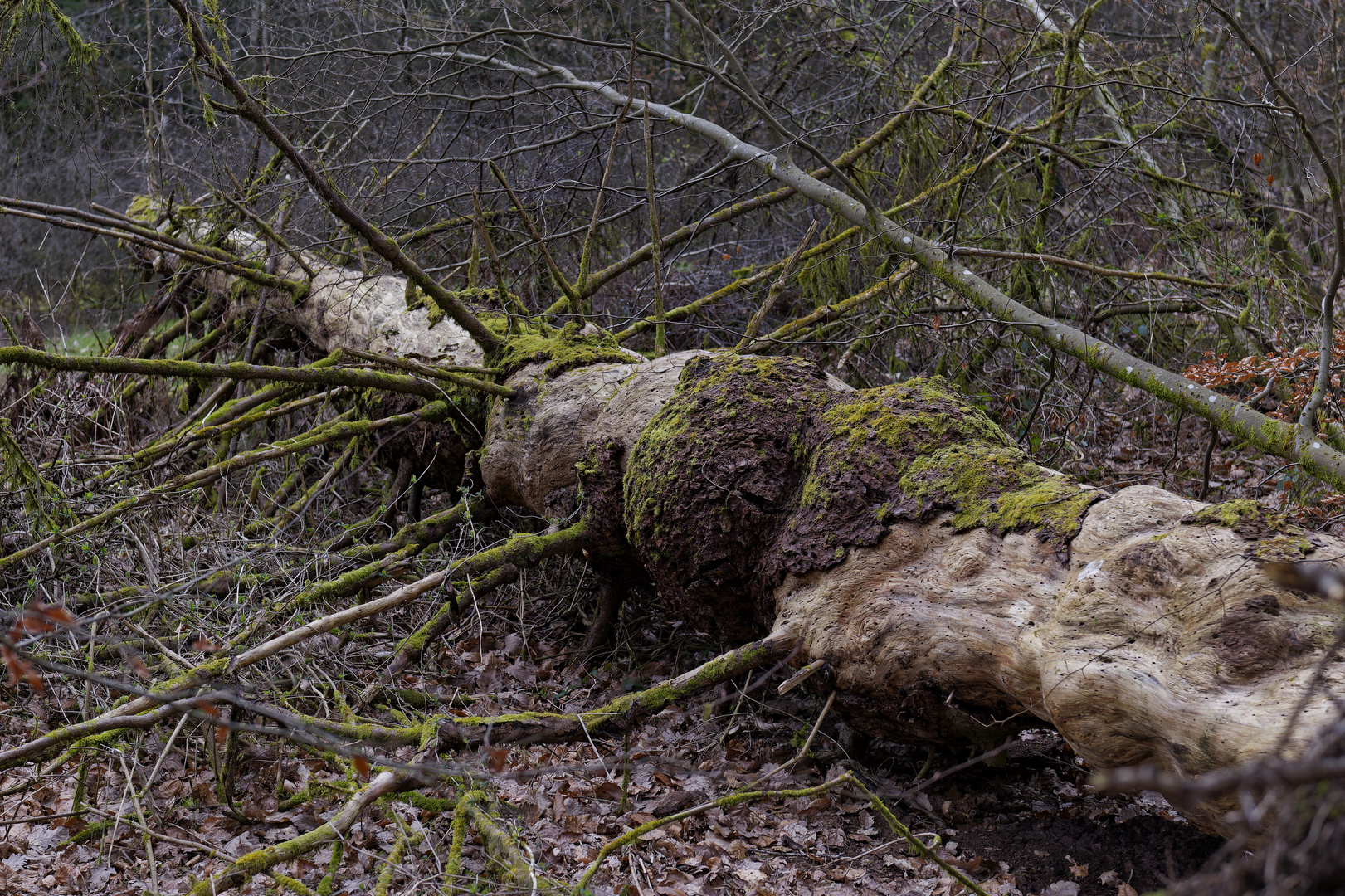 Waldmotive, hier: zerfallende Fichte