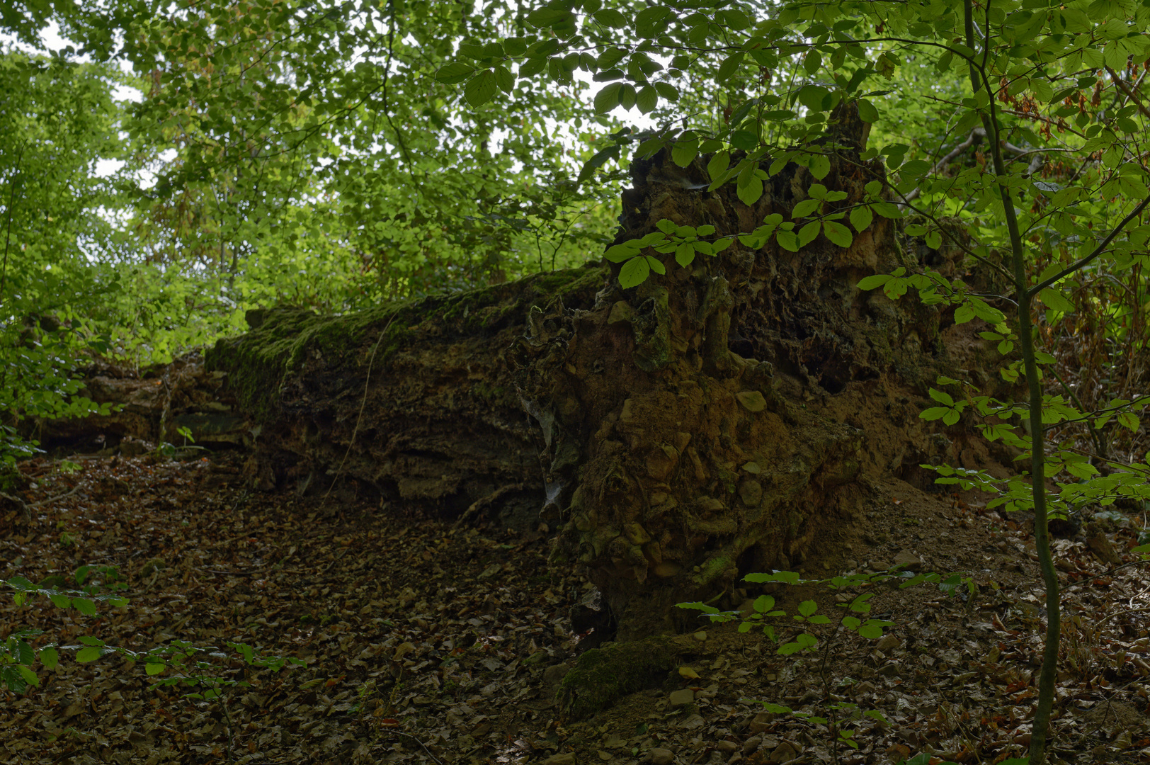 Waldmotive, hier: zerfallener Buchenstamm