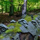 Waldmotive, hier: Zunderschwämme auf morschem Buchenstamm