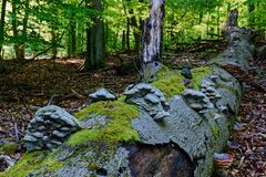 Waldmotive, hier: Zunderschwämme auf morschem Buchenstamm