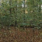 Waldmotive im Herbst