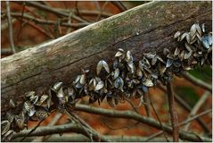 Waldmuscheln...