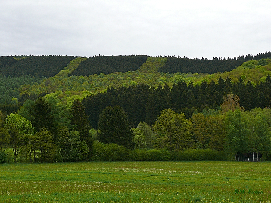 Waldmuster