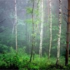 waldnebel