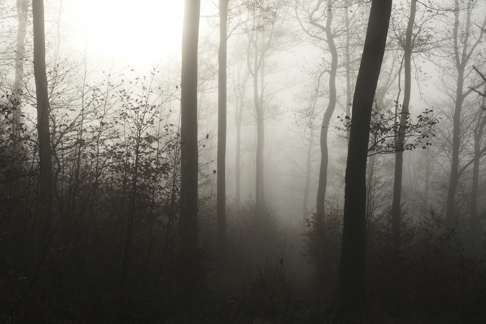 waldnebel