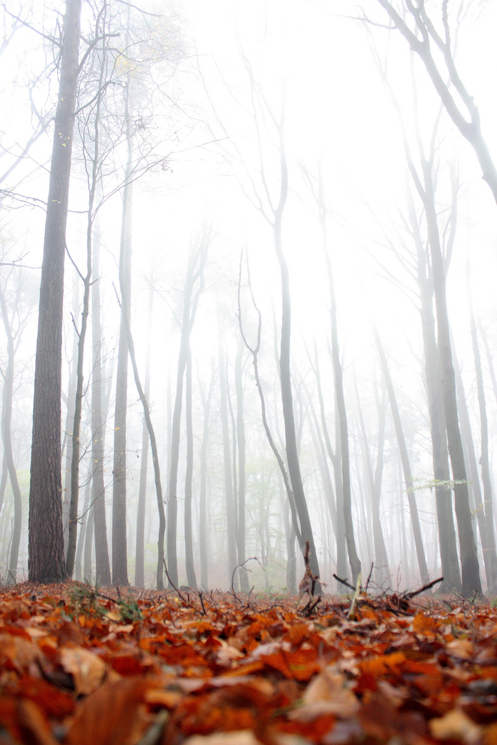 Waldnebel 2