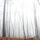 Waldnebel 2