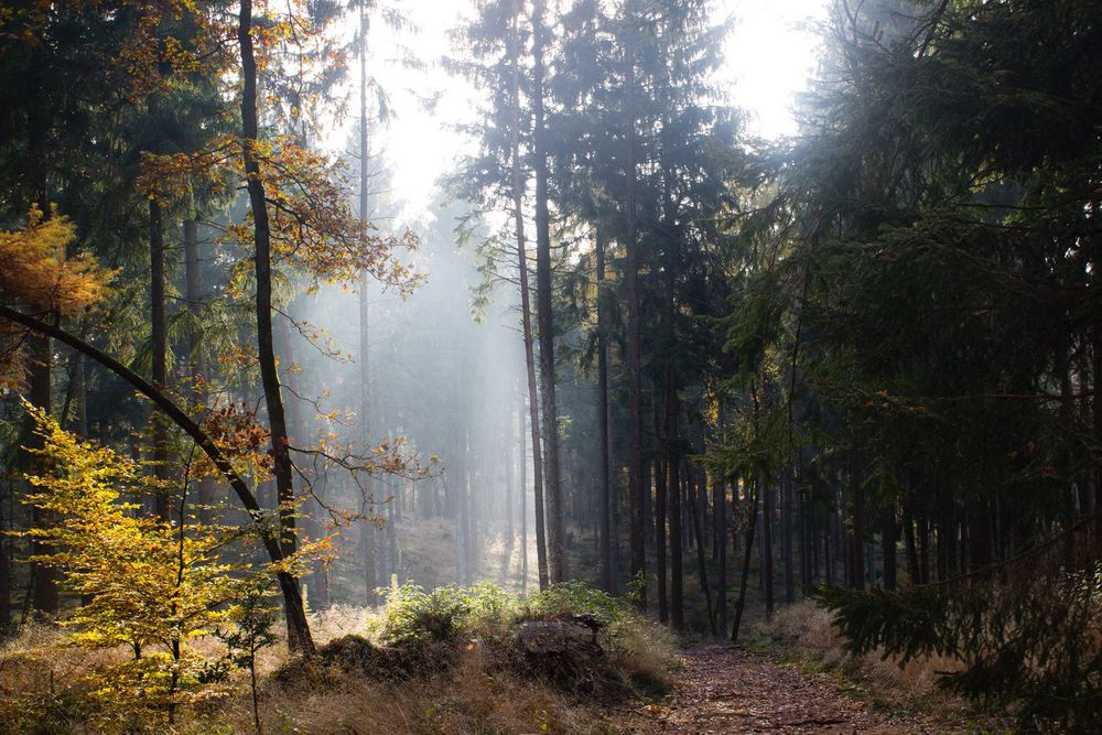 Waldnebel