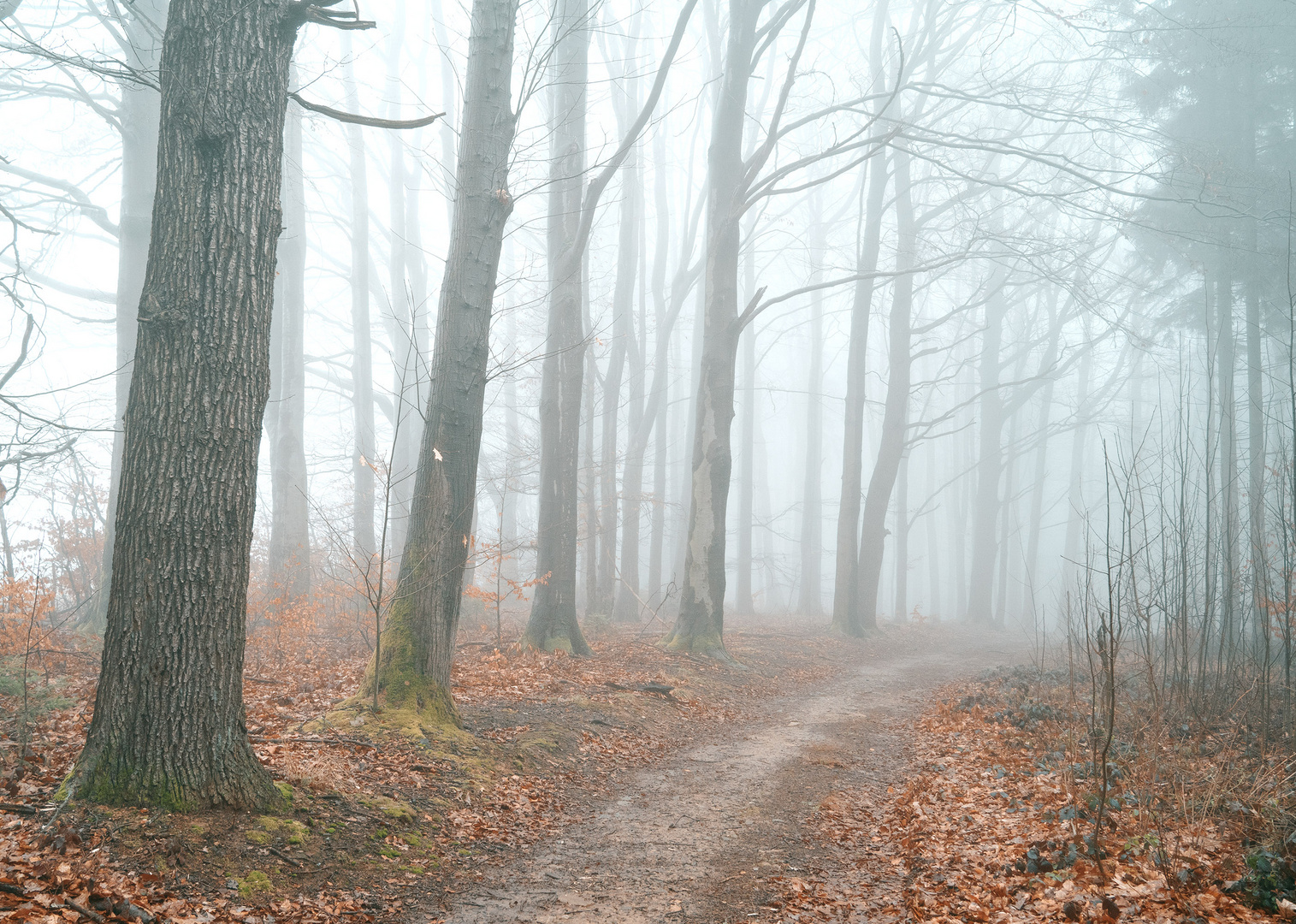 Waldnebel