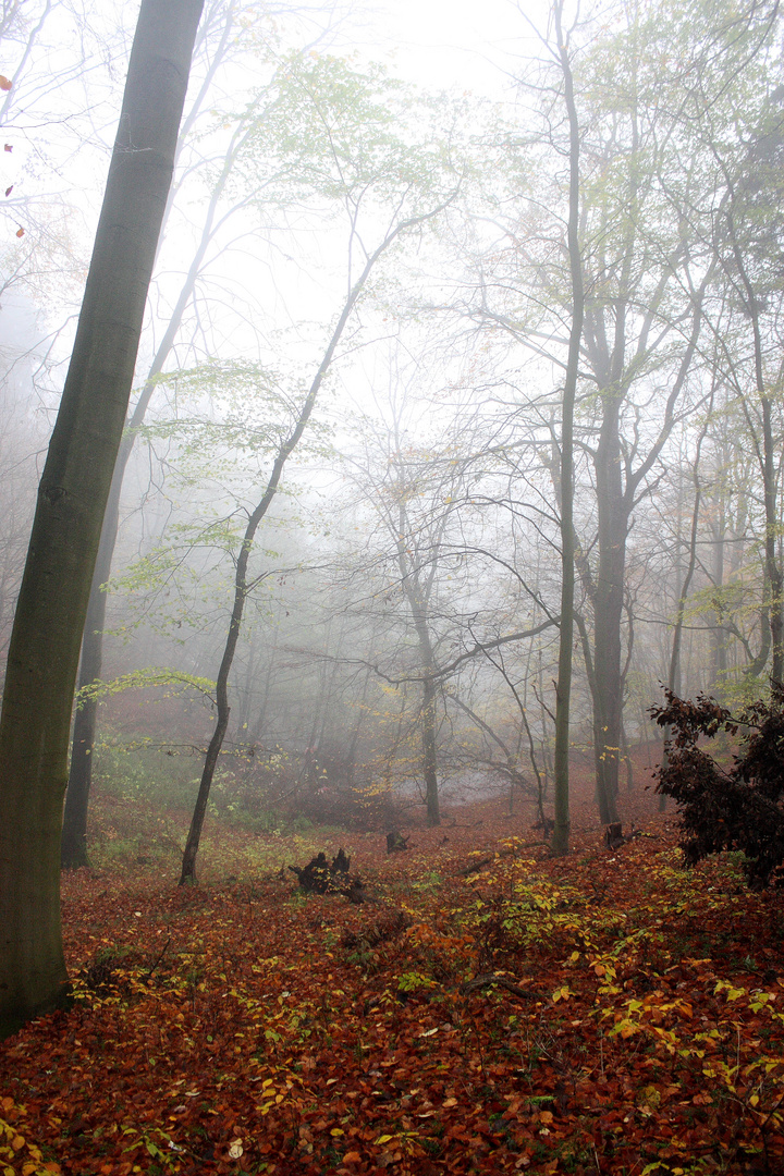 Waldnebel