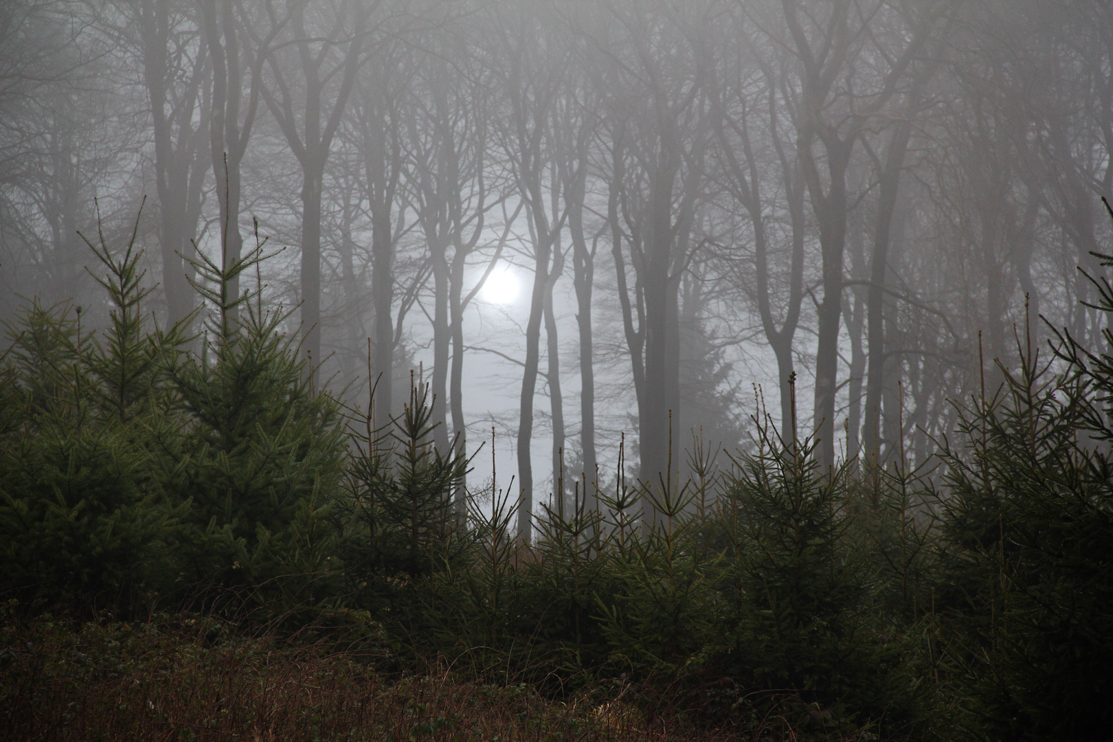 Waldnebel