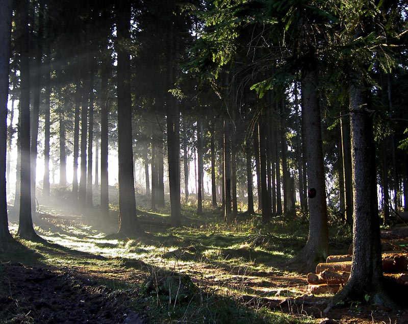 Waldnebel