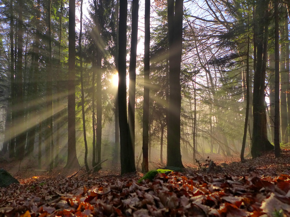 Waldnebel