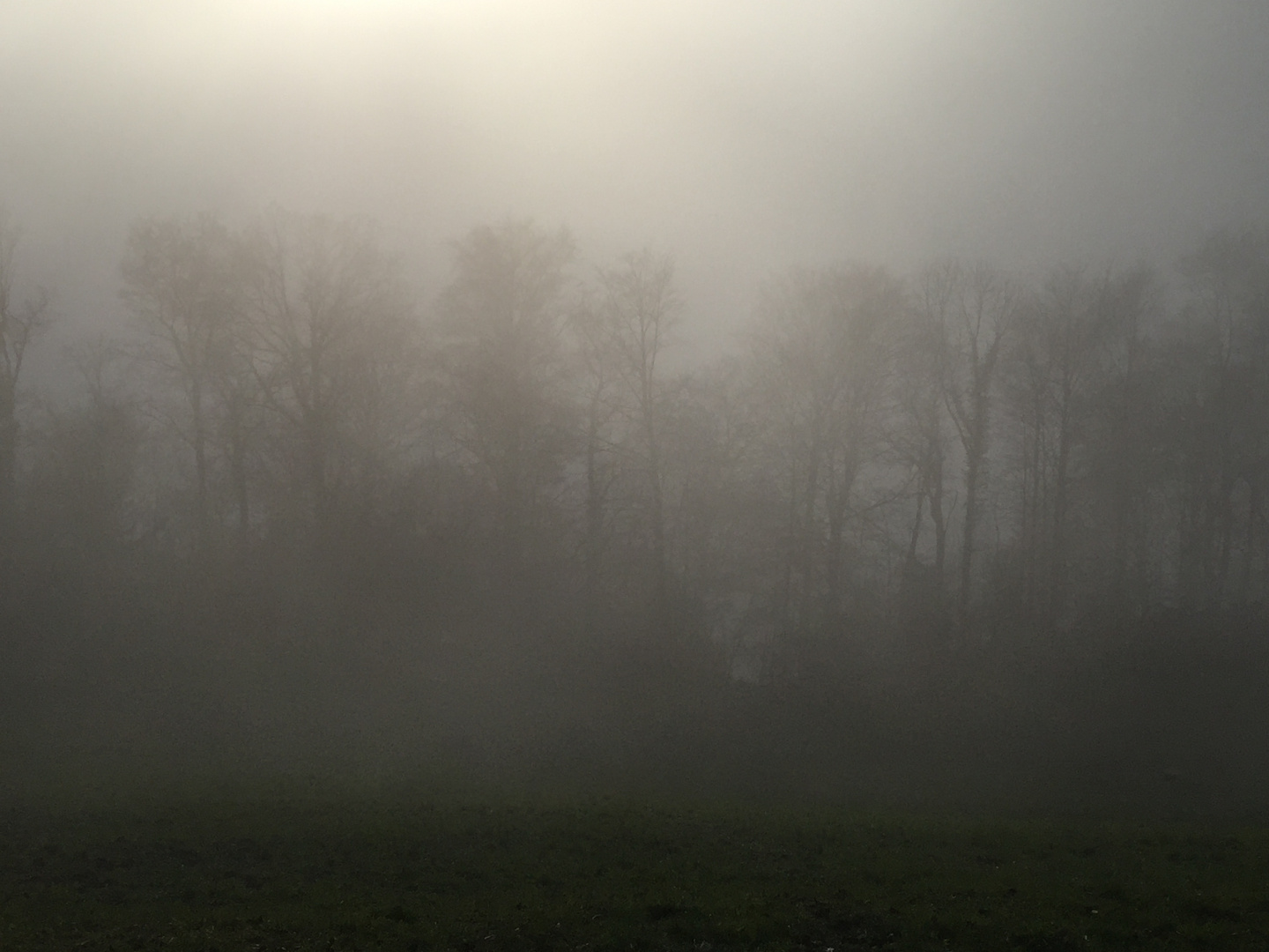 Waldnebel