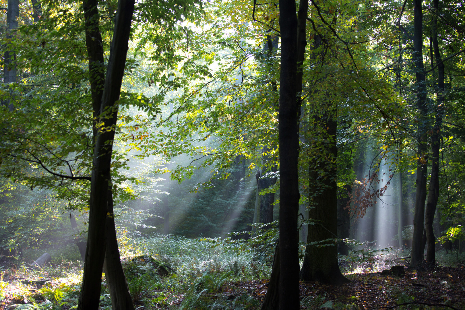 Waldnebel