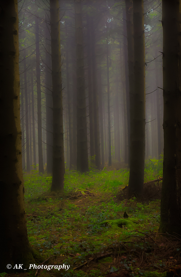 Waldnebel...