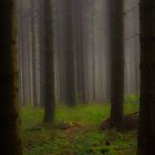 Waldnebel...