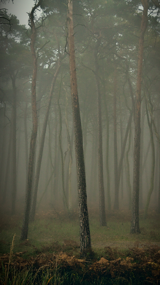 Wald_Nebel
