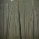 Wald_Nebel