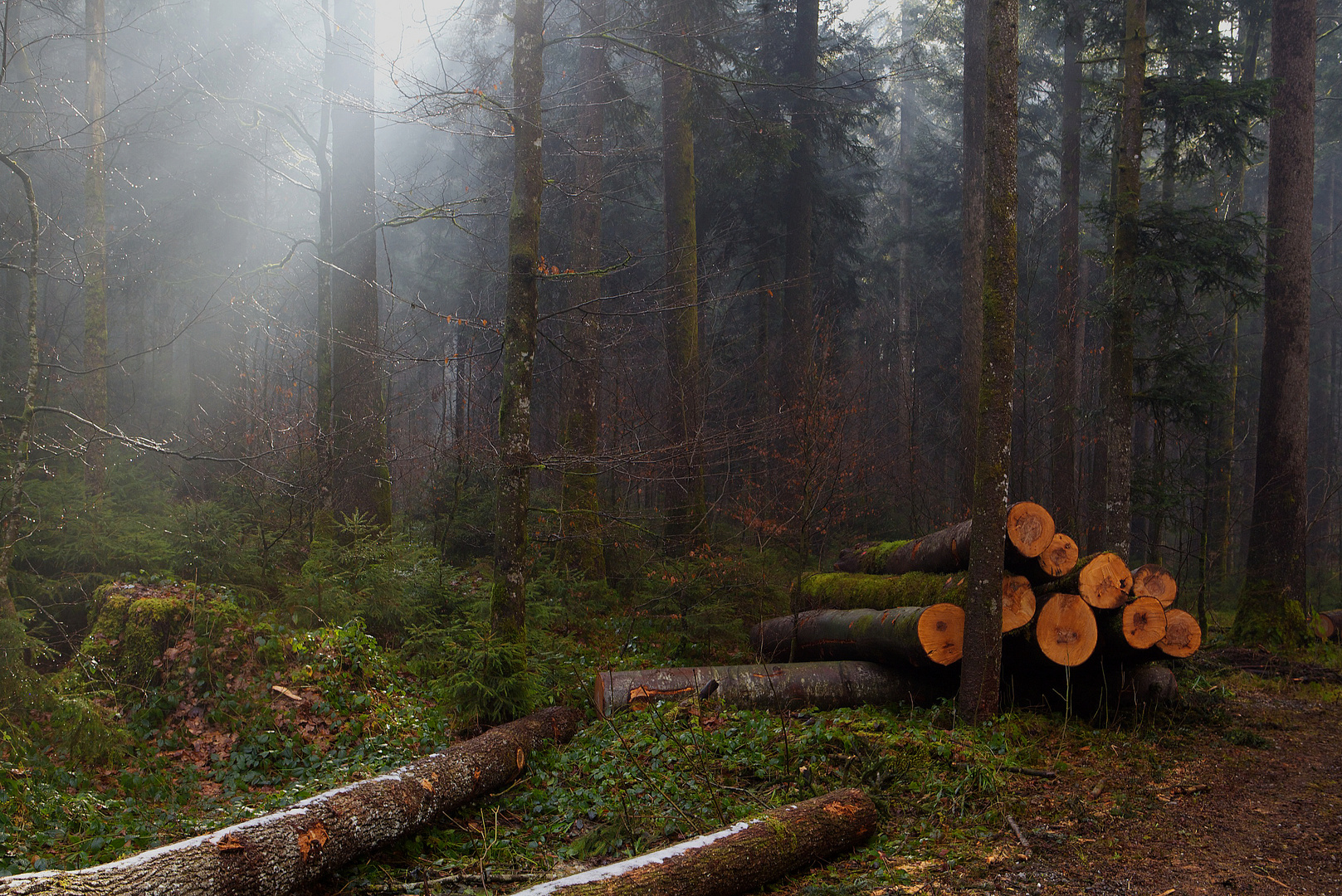 Waldnebel