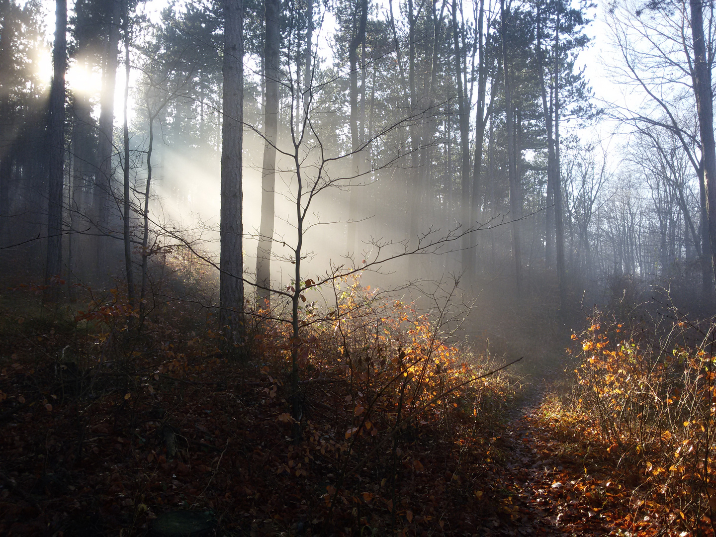 Waldnebel2