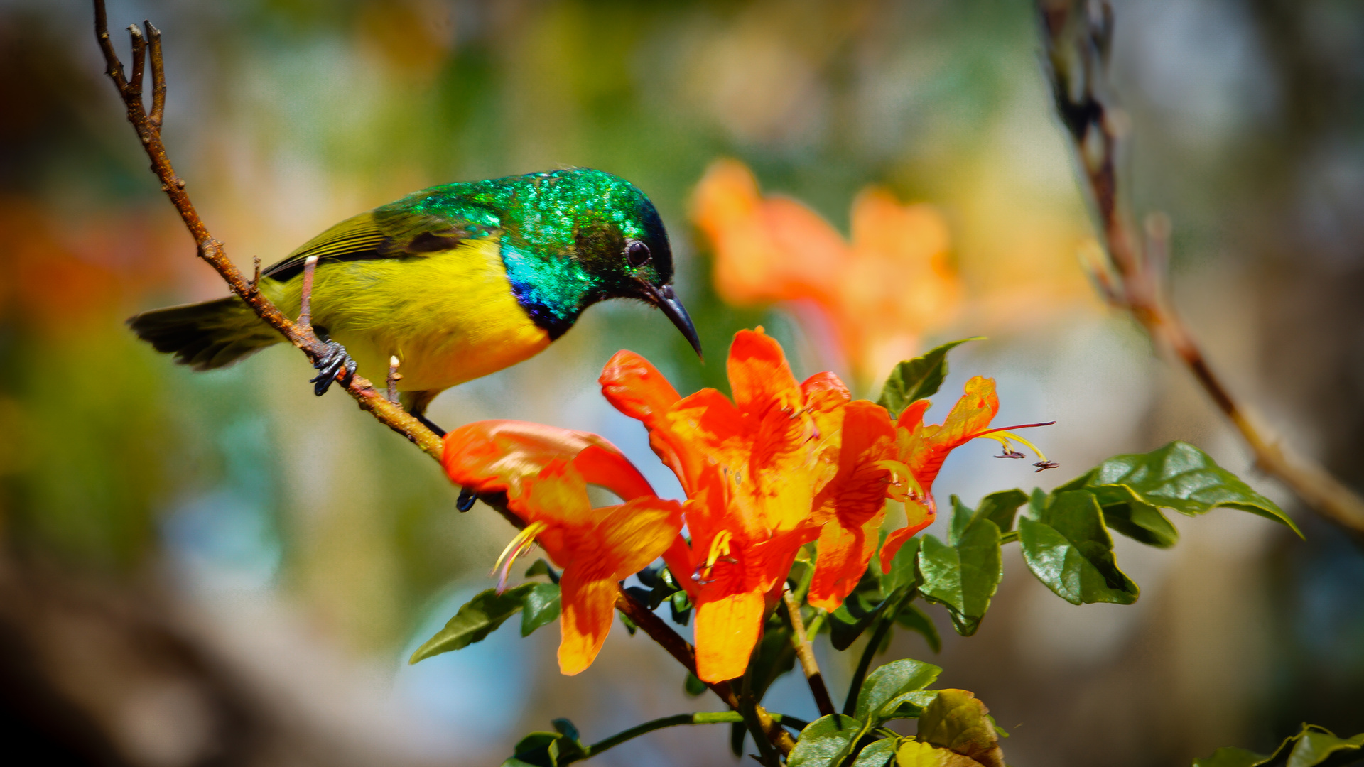 Waldnektarvogel