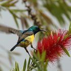 Waldnektarvogel (Hedydipna collaris)