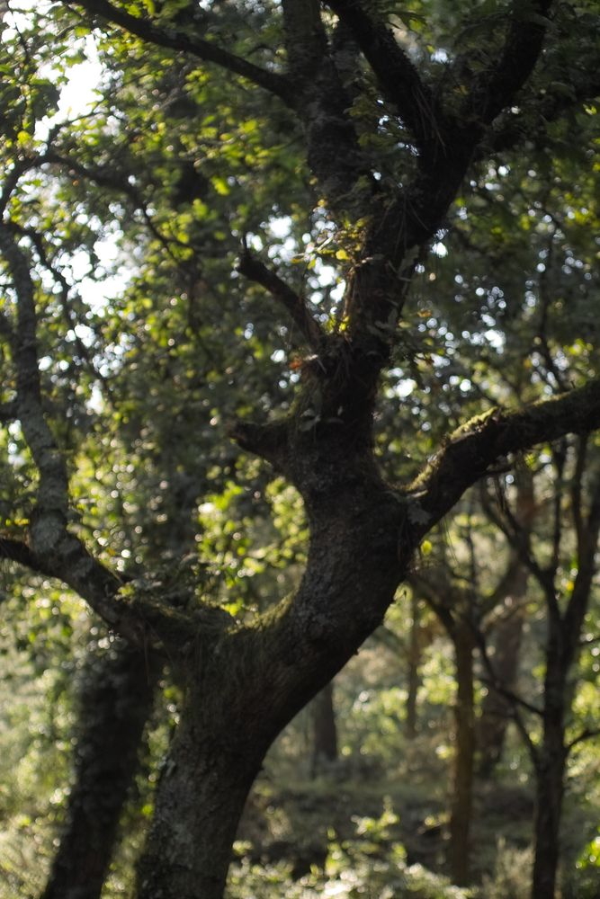 Waldnymphe von Brocéliande