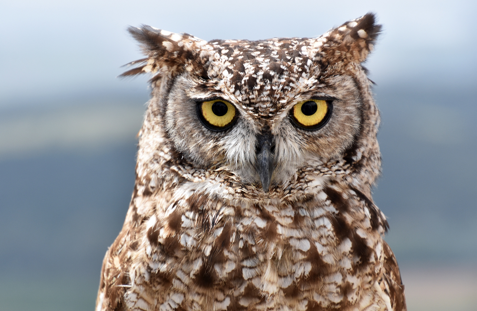 Waldohreule 2. Foto & Bild youth, natur, zoo Bilder auf