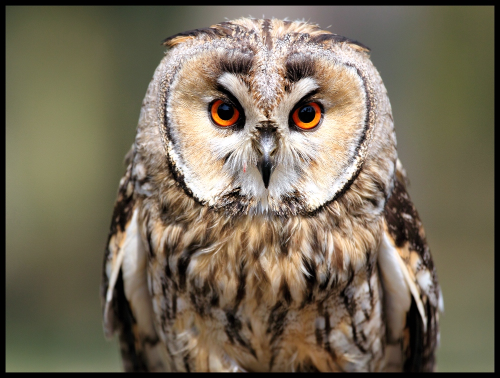 Waldohreule Foto & Bild | tiere, zoo, wildpark & falknerei, vögel ...