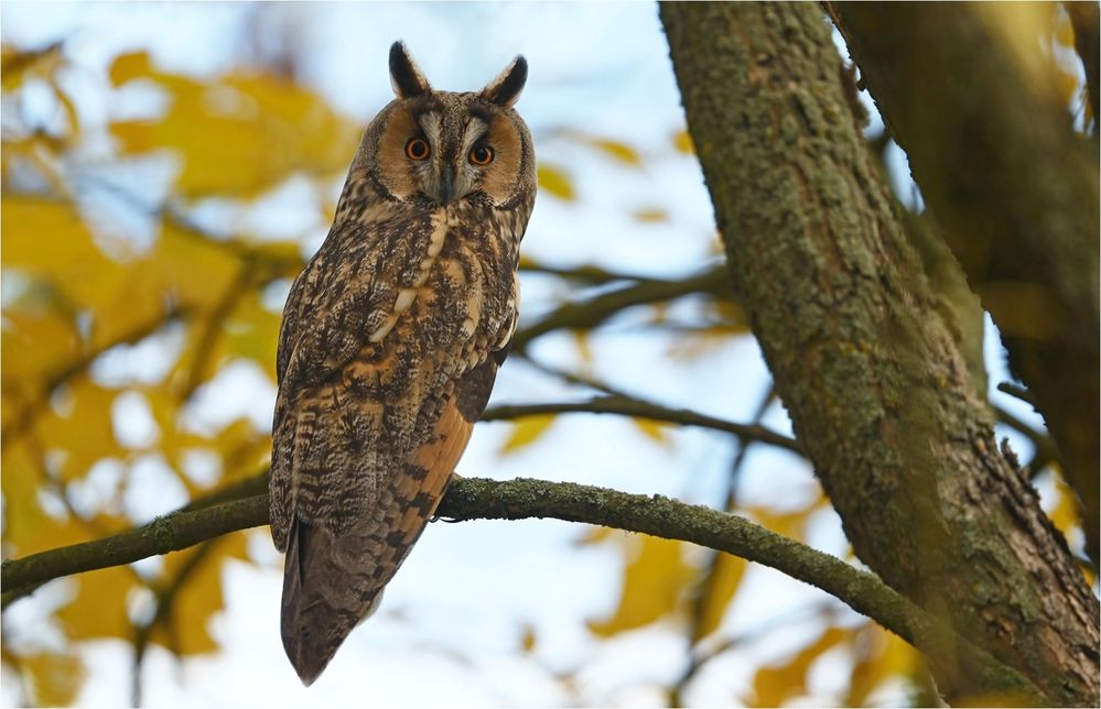 Waldohreule Foto & Bild | tiere, wildlife, wild lebende vögel Bilder ...