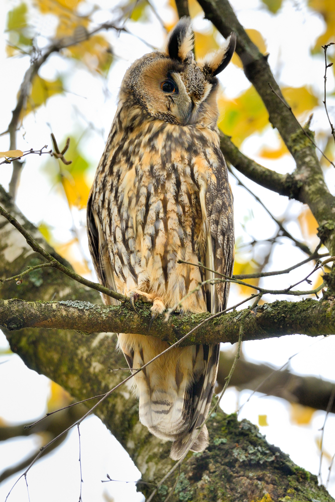 Waldohreule am Schlafplatz Foto & Bild | tiere, wildlife, wild lebende ...