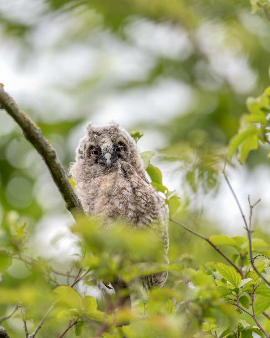 Waldohreule (Asio otus) 