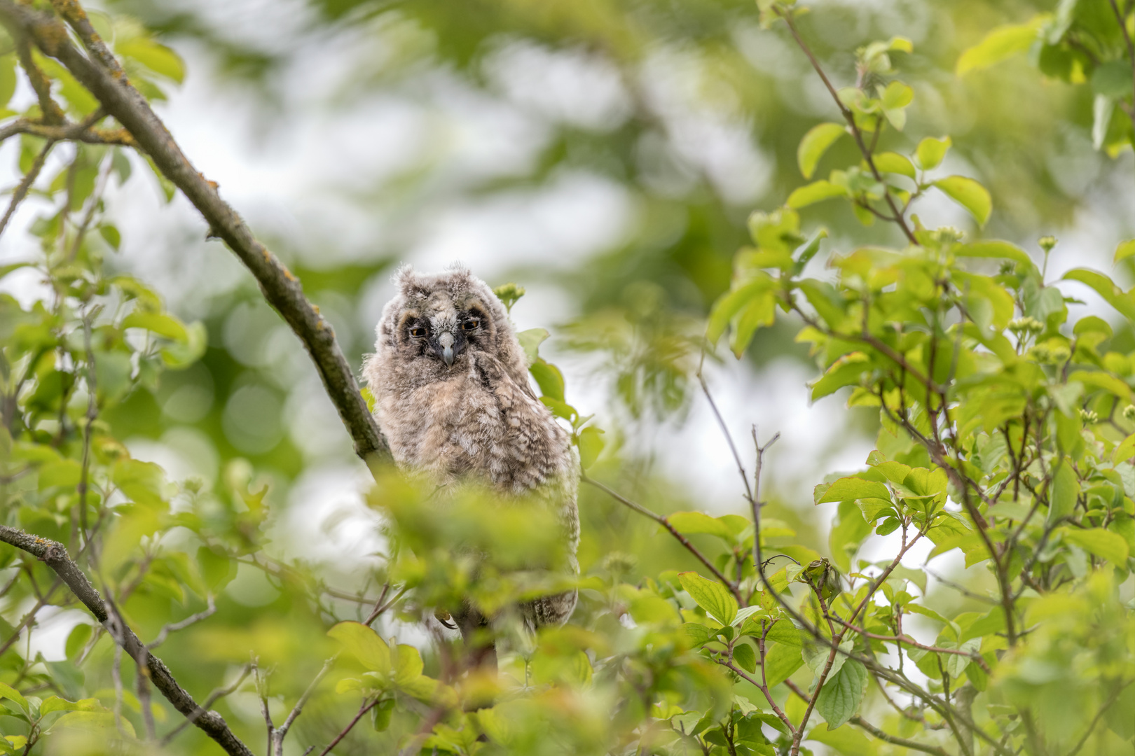 Waldohreule (Asio otus)