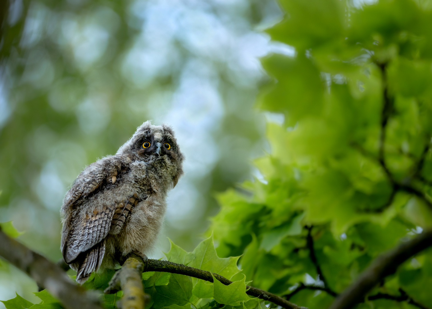 Waldohreule (Asio otus)