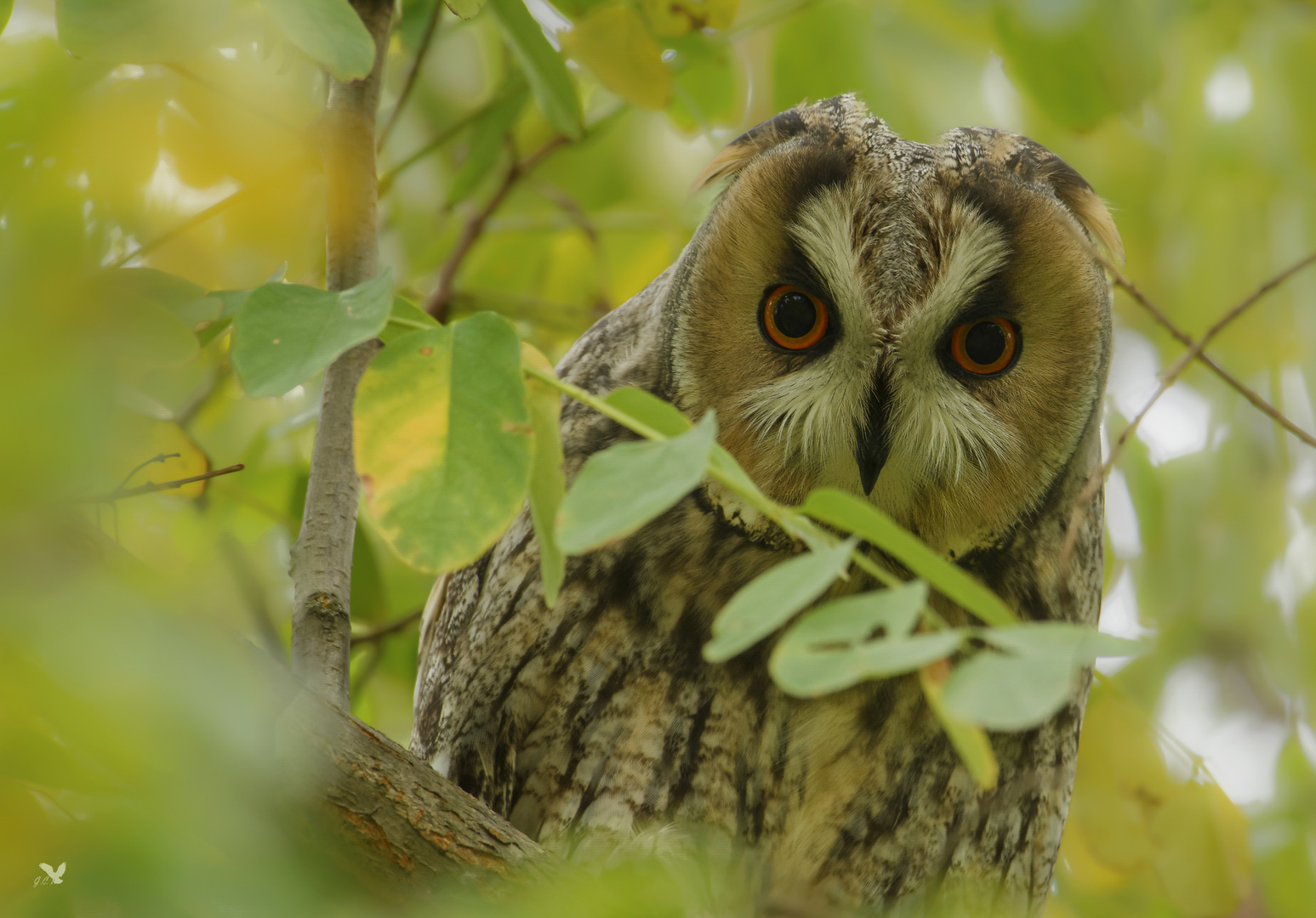 Waldohreule (Asio otus) ...