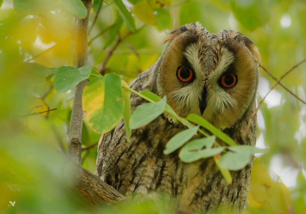 Waldohreule (Asio otus) ...