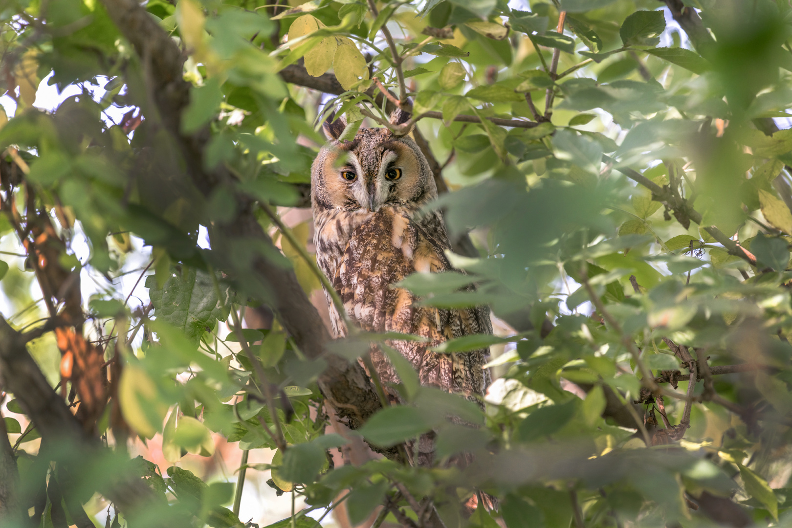 Waldohreule (Asio otus)