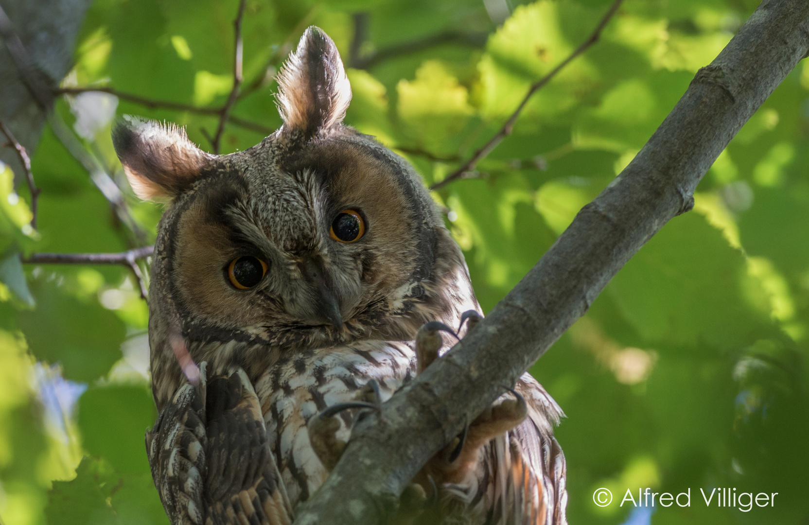 Waldohreule ( Asio otus ) 2018