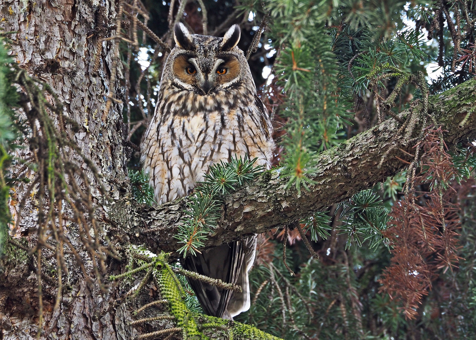 Waldohreule (Asio otus)