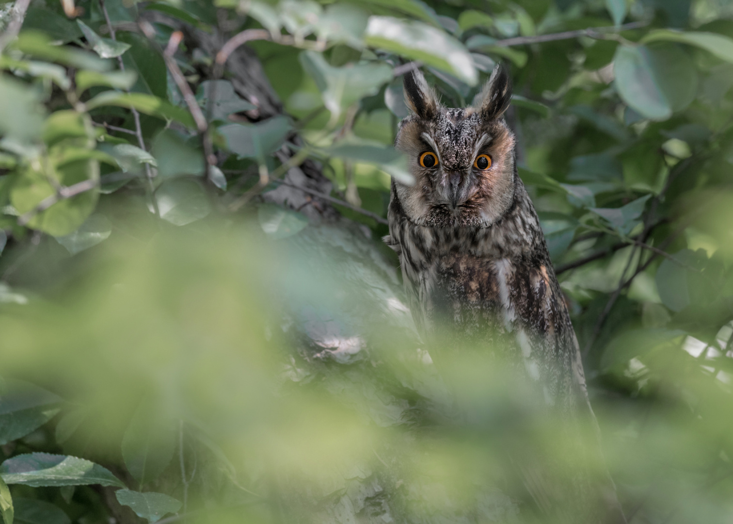 Waldohreule (Asio otus)