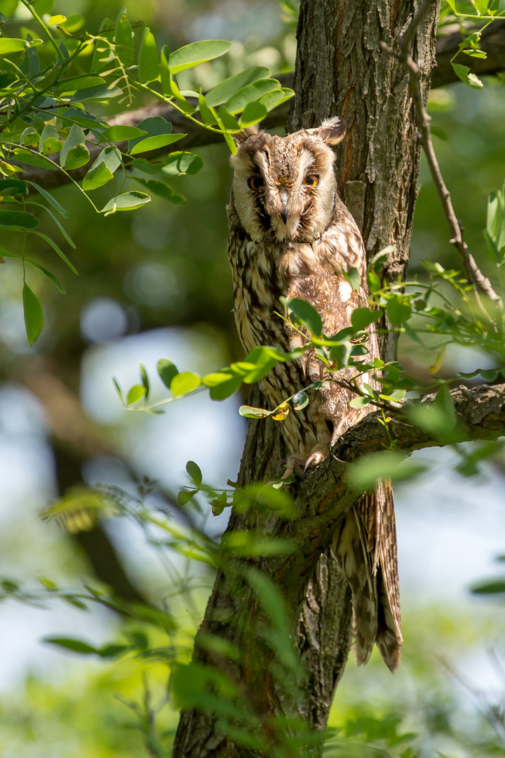 Waldohreule (Asio otus)