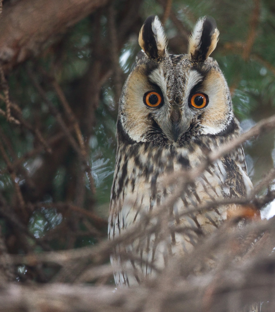 Waldohreule (Asio otus)