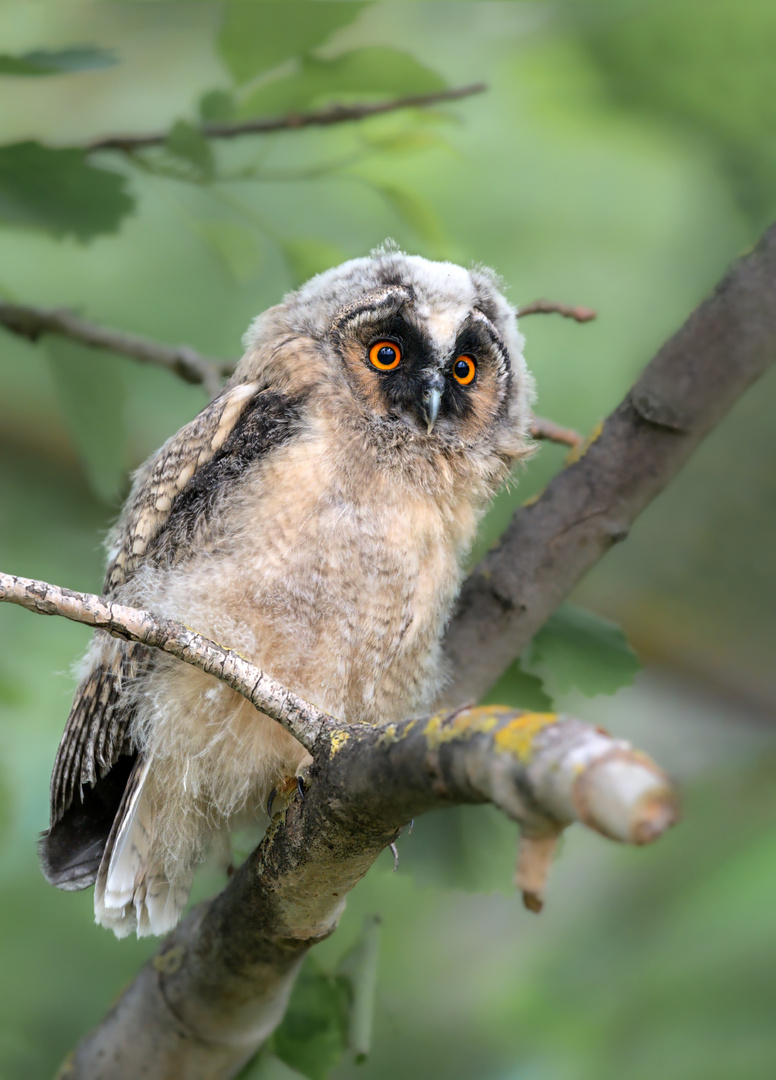 Waldohreule (Asio otus)