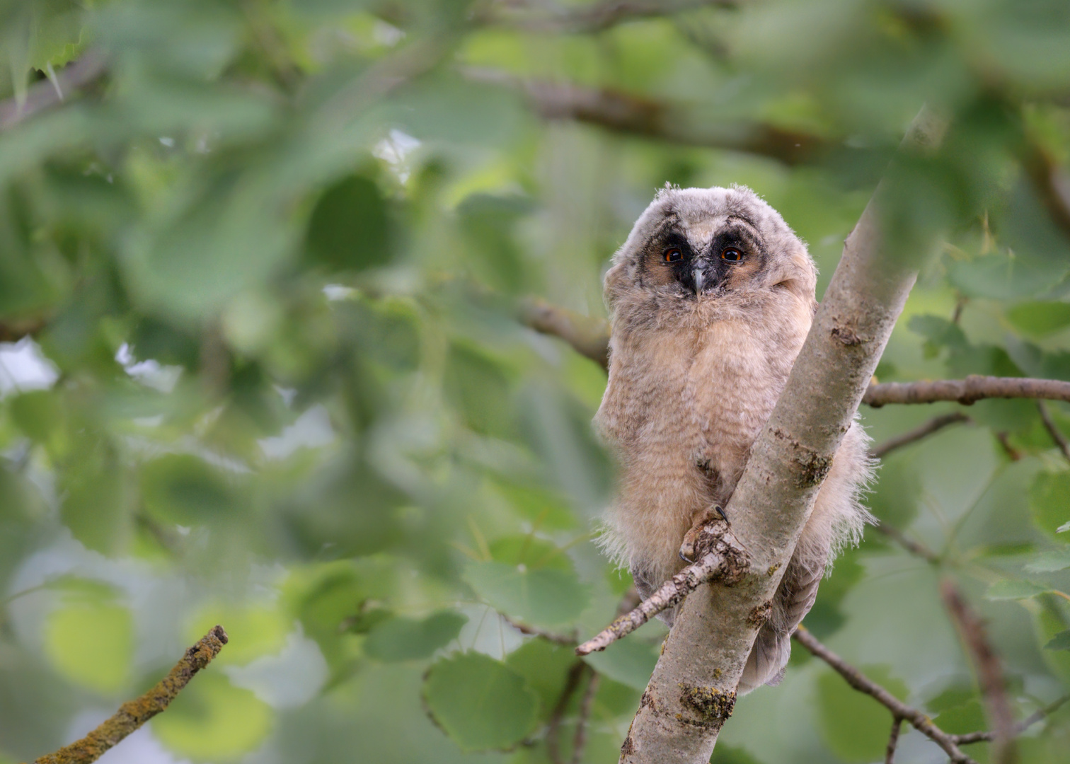 Waldohreule (Asio otus)