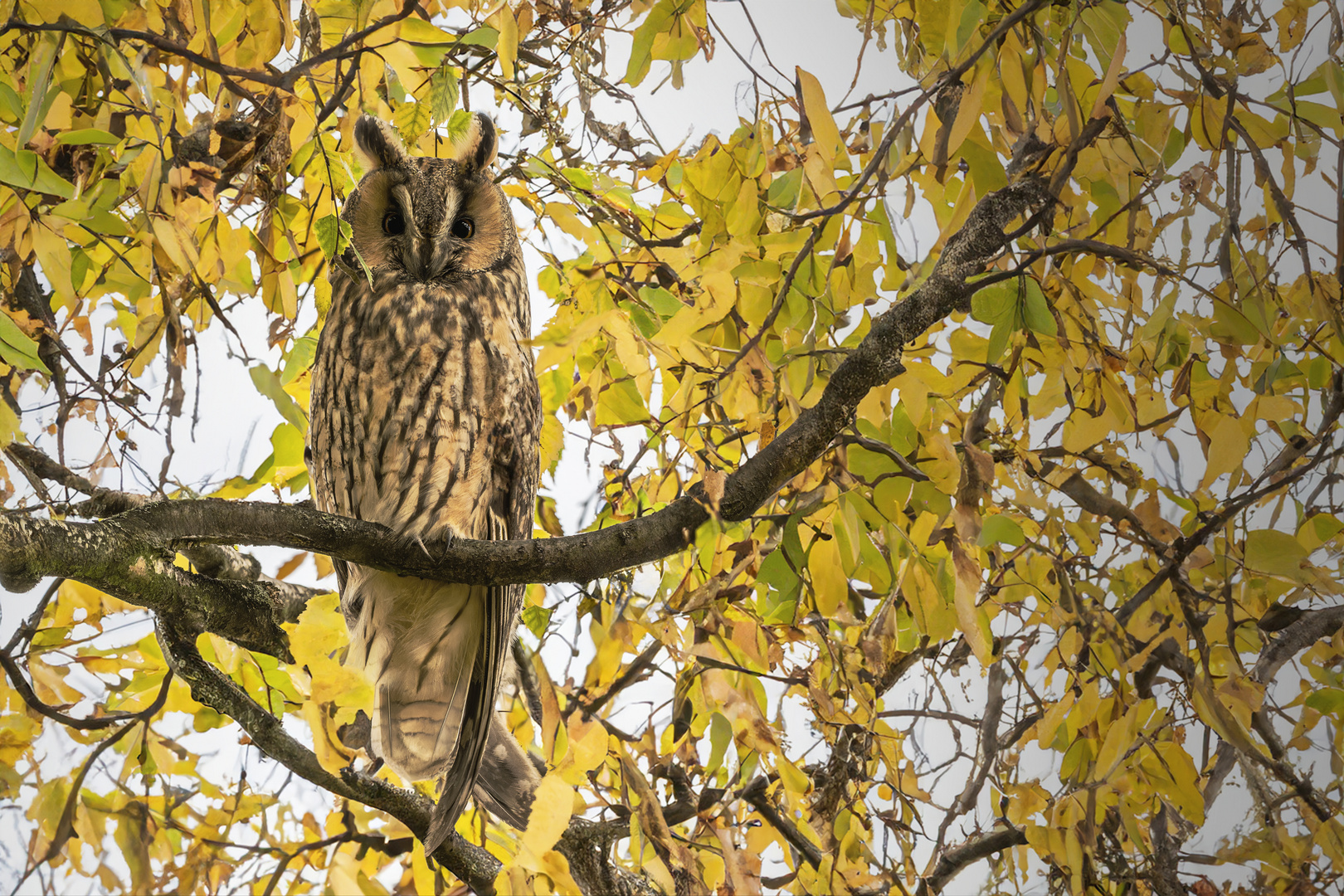  Waldohreule (Asio otus) 