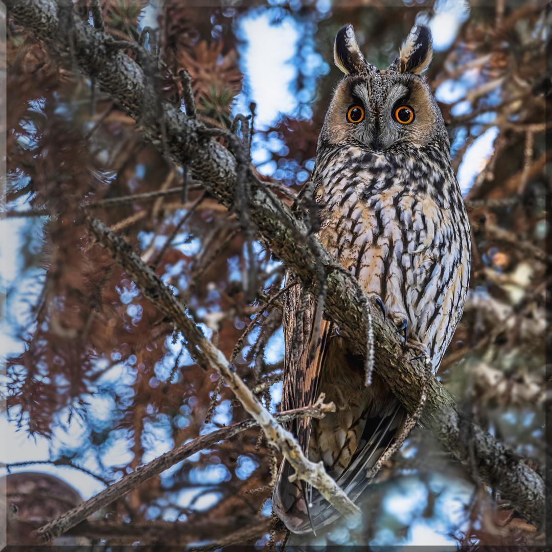  Waldohreule (Asio otus) 