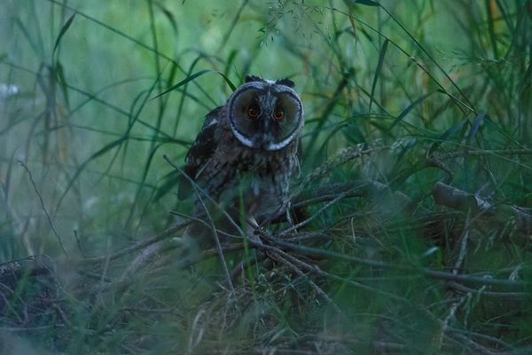 Waldohreule (Asio otus)