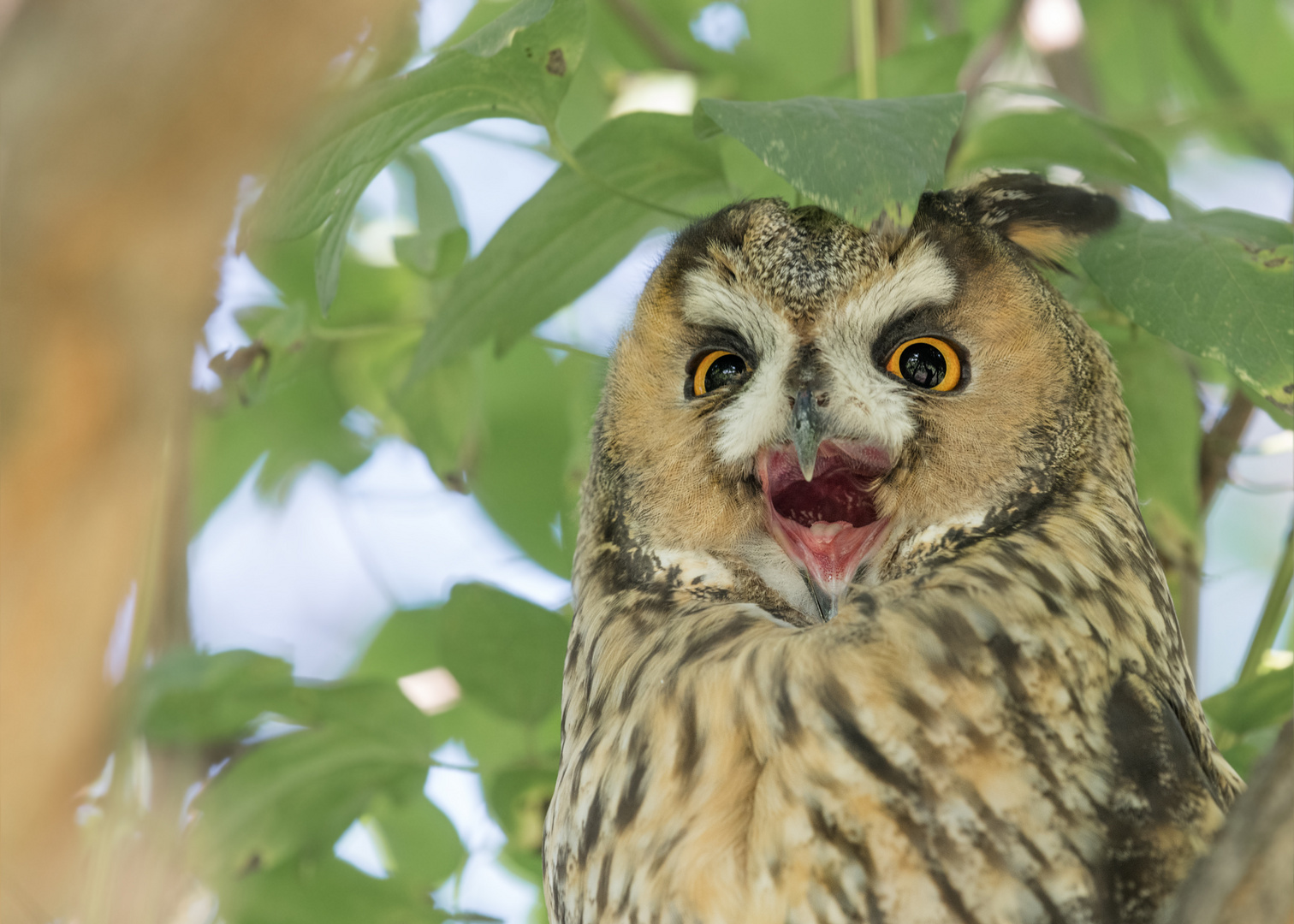 Waldohreule (Asio otus)